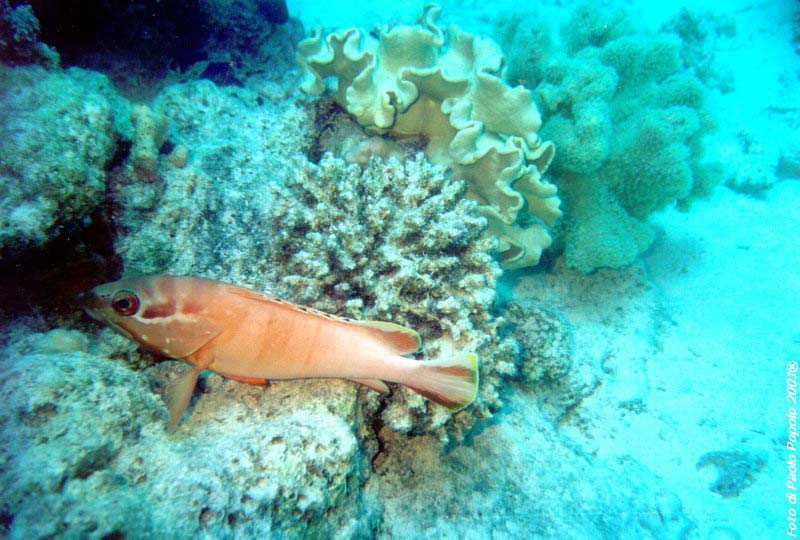 ras mohammed_SR_34.jpg