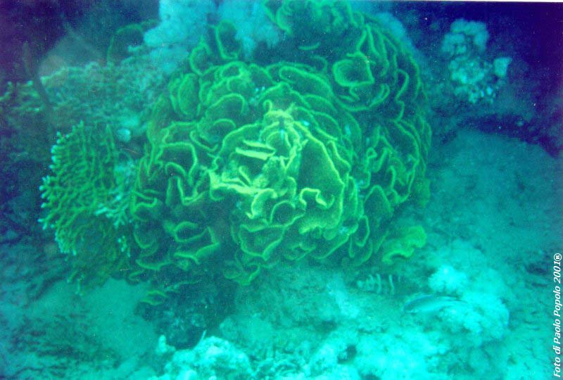 ras mohammed_SR_35.jpg