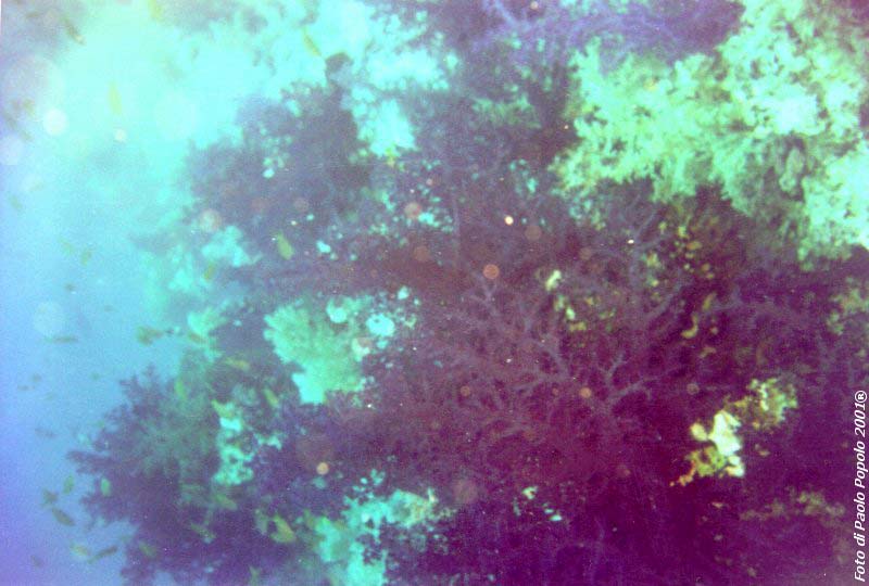 ras mohammed_SR_36.jpg