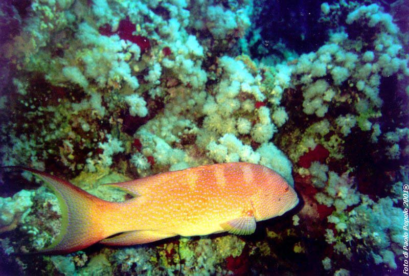 ras mohammed_SR_37.jpg