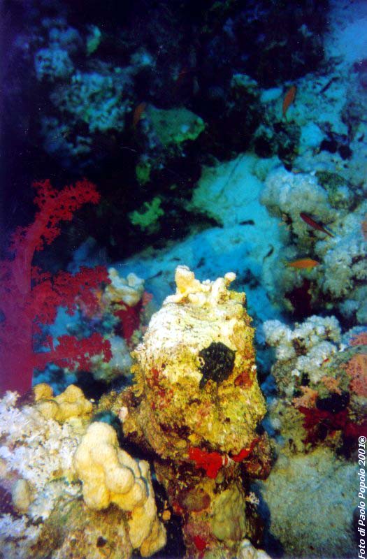 ras mohammed_SR_38.jpg