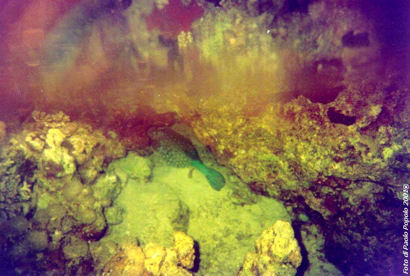 ras um sid_RK_01.jpg