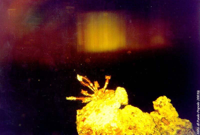 ras um sid_RK_02.jpg