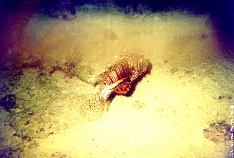 ras um sid_RK_04.jpg