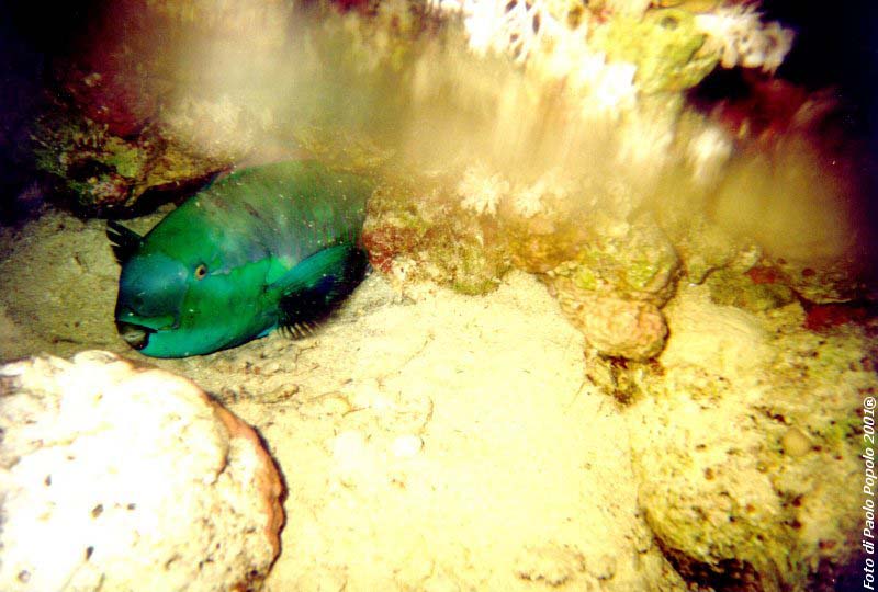 ras um sid_RK_05.jpg