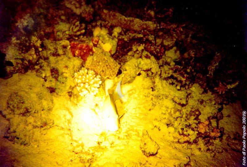 ras um sid_RK_07.jpg