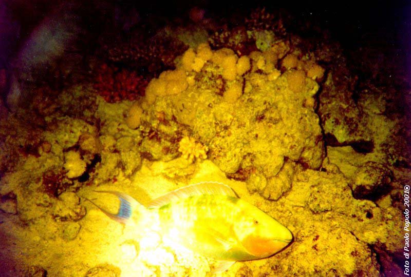 ras um sid_RK_08.jpg