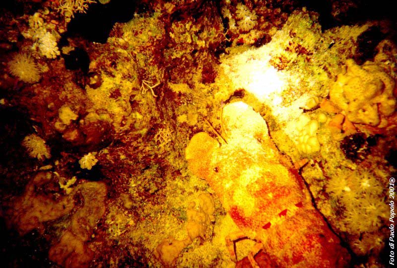 ras um sid_RK_12.jpg