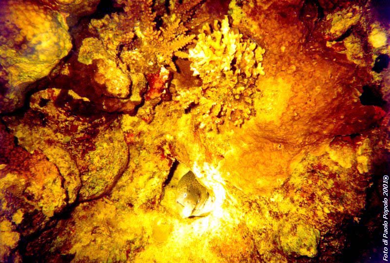 ras um sid_RK_13.jpg