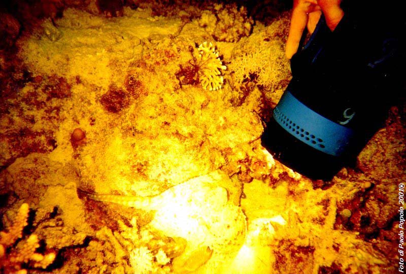 ras um sid_RK_14.jpg