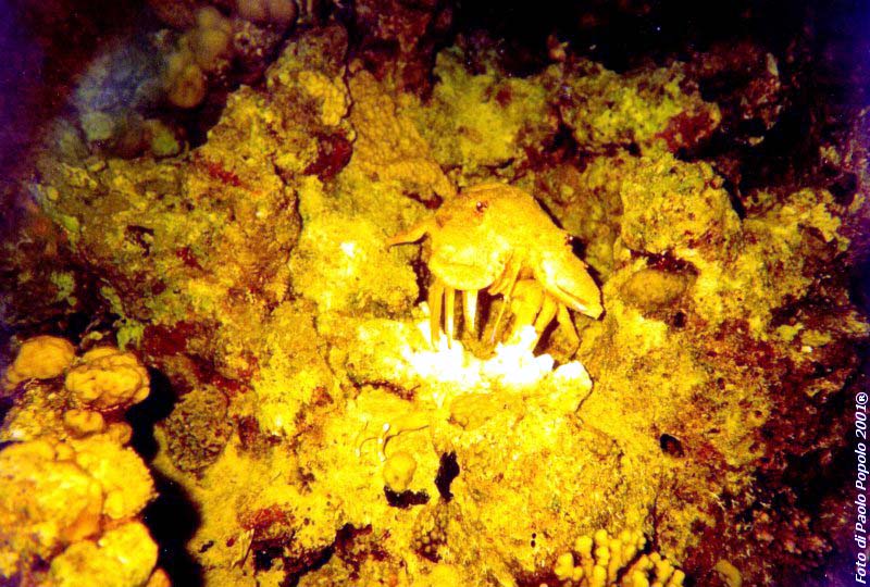 ras um sid_RK_15.jpg