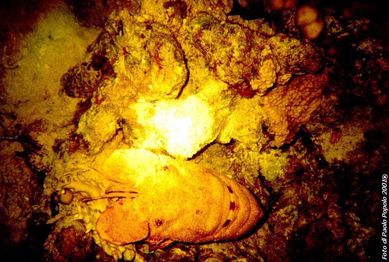 ras um sid_RK_16.jpg