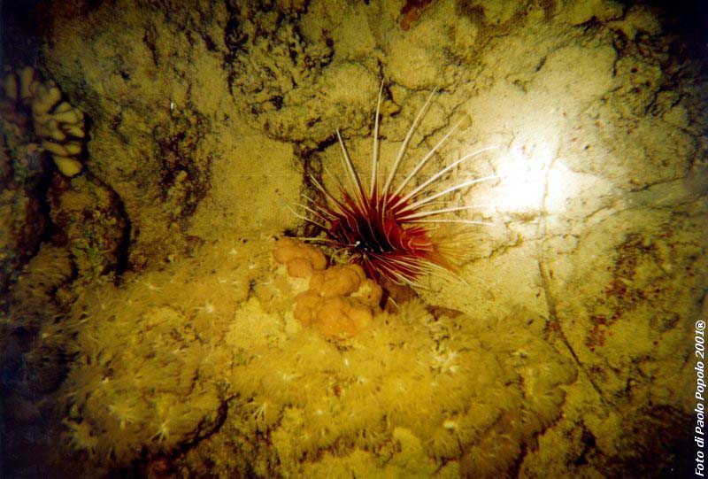 ras um sid_RK_19.jpg