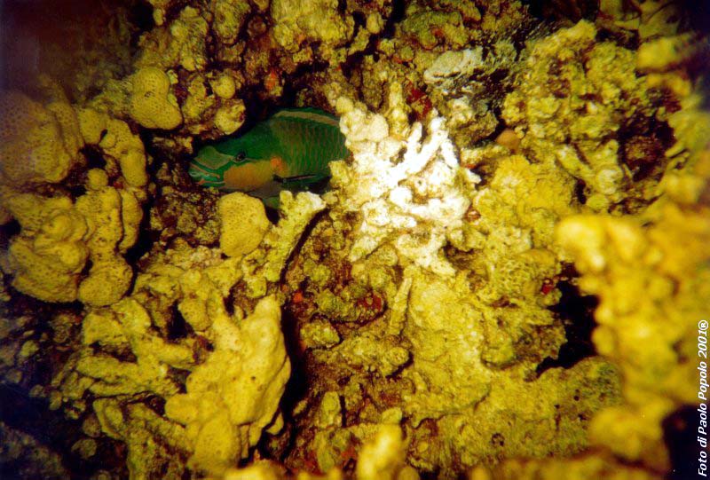 ras um sid_RK_20.jpg