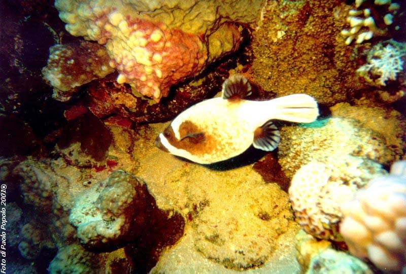 sha ab ali_TH_01.jpg