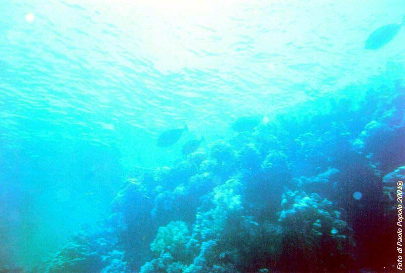 sha ab ali_TH_02.jpg