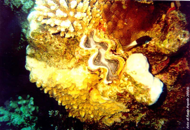 sha ab ali_TH_03.jpg