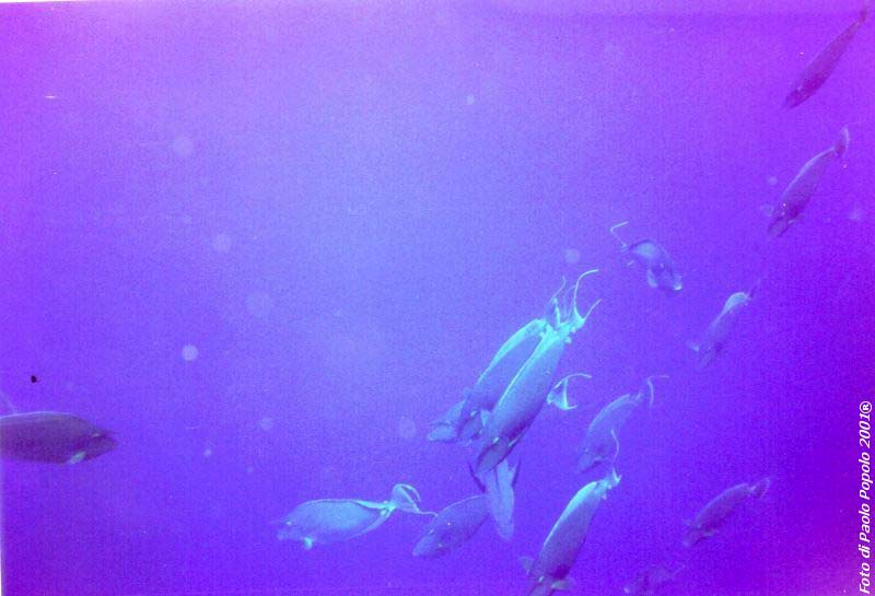 sha ab ali_TH_04.jpg