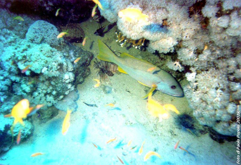 sha ab ali_TH_05.jpg