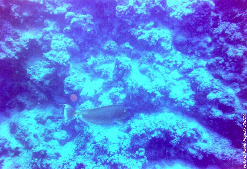 sha ab ali_TH_06.jpg