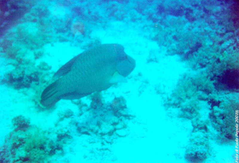 sha ab ali_TH_07.jpg