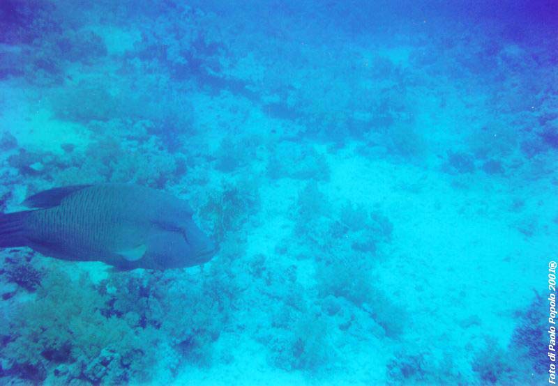 sha ab ali_TH_08.jpg