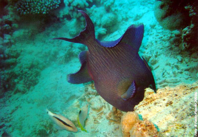 sha ab ali_TH_09.jpg