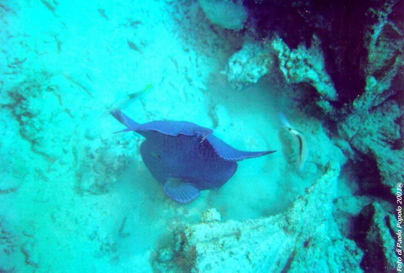 sha ab ali_TH_10.jpg