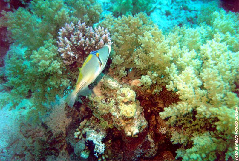 sha ab ali_TH_11.jpg