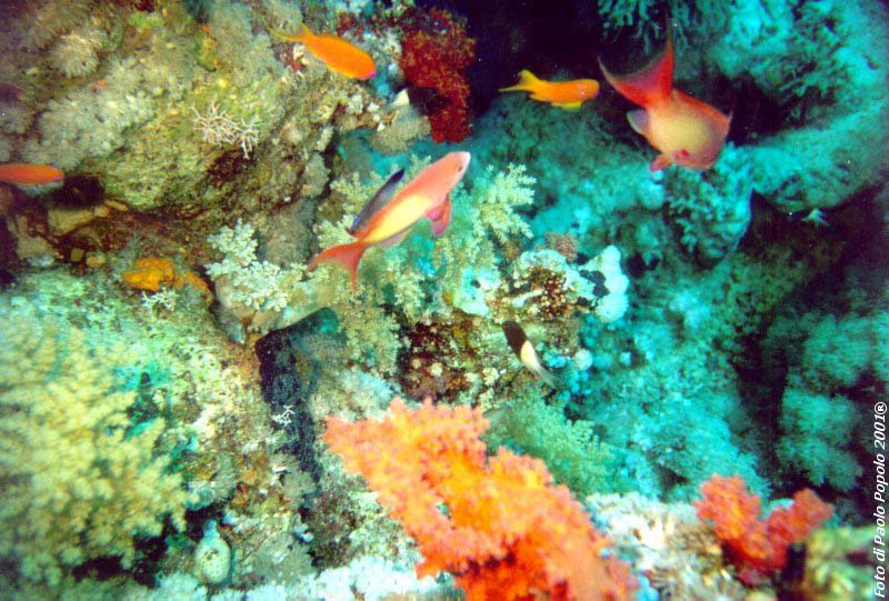 sha ab ali_TH_12.jpg