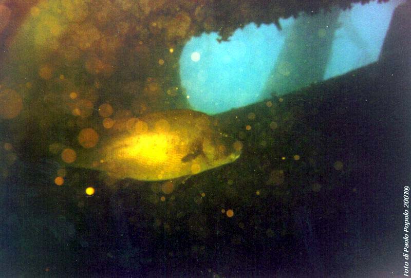 sha ab ali_TH_14.jpg