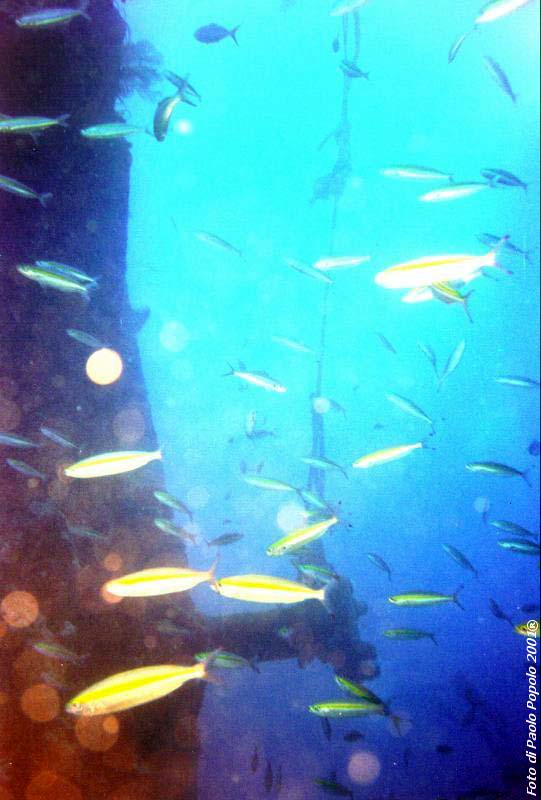 sha ab ali_TH_17.jpg