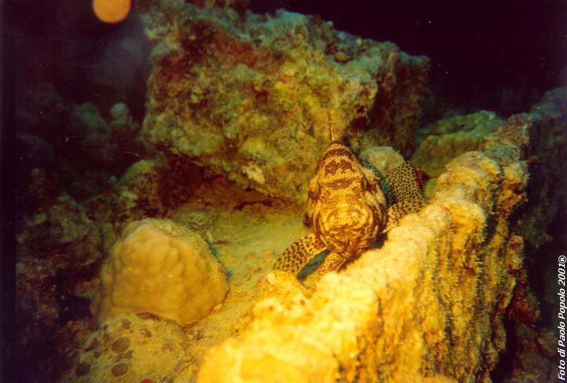 sha ab ali_TH_19.jpg