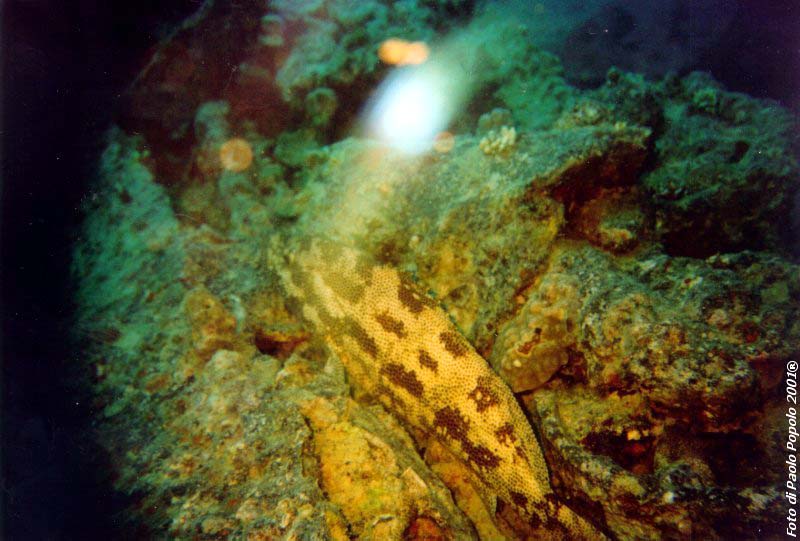 sha ab ali_TH_20.jpg