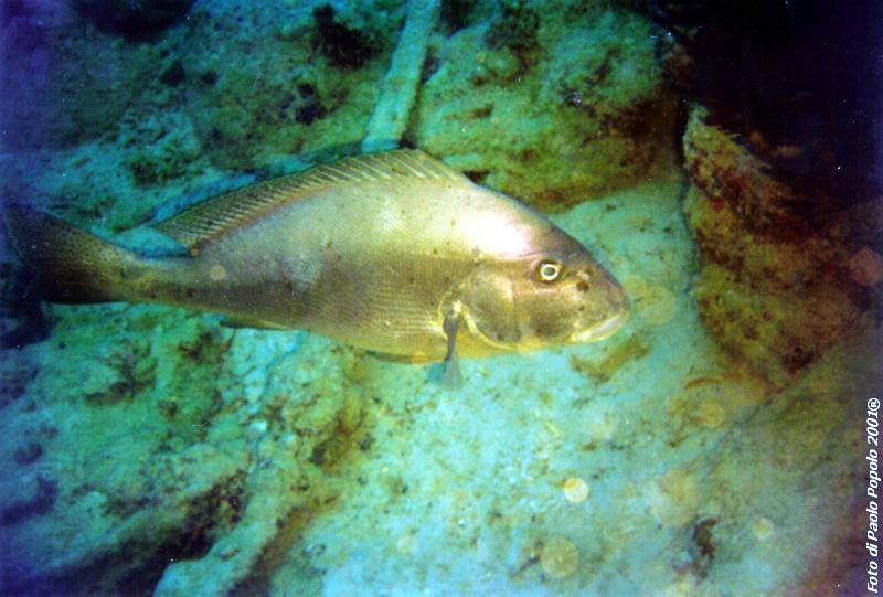 sha ab ali_TH_25.jpg