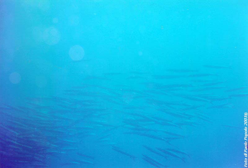 sha ab ali_TH_26.jpg