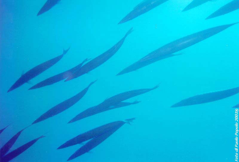 sha ab ali_TH_27.jpg