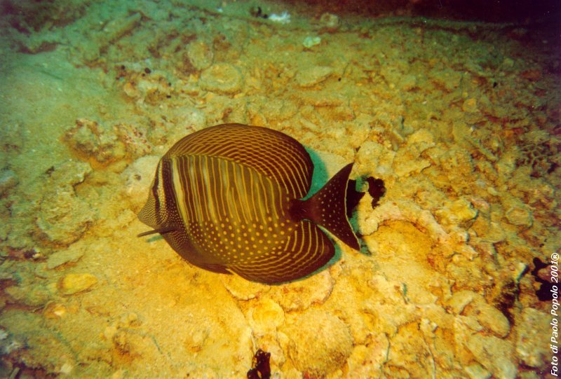 sha ab ali_TH_29.jpg