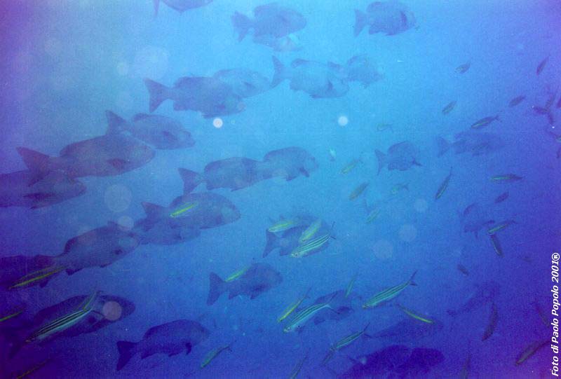 sha ab ali_TH_33.jpg