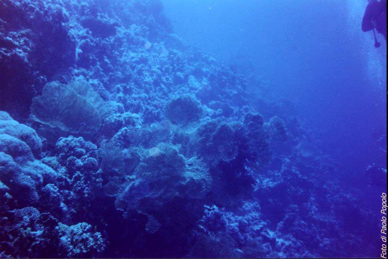 JacksonReef_006.JPG