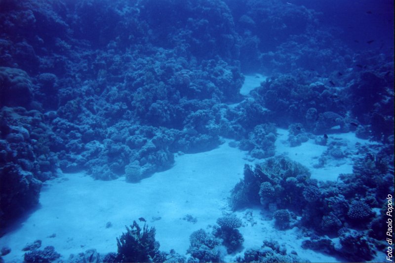 JacksonReef_009.JPG