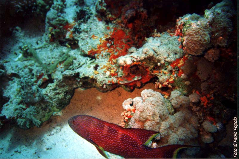 JacksonReef_011.JPG
