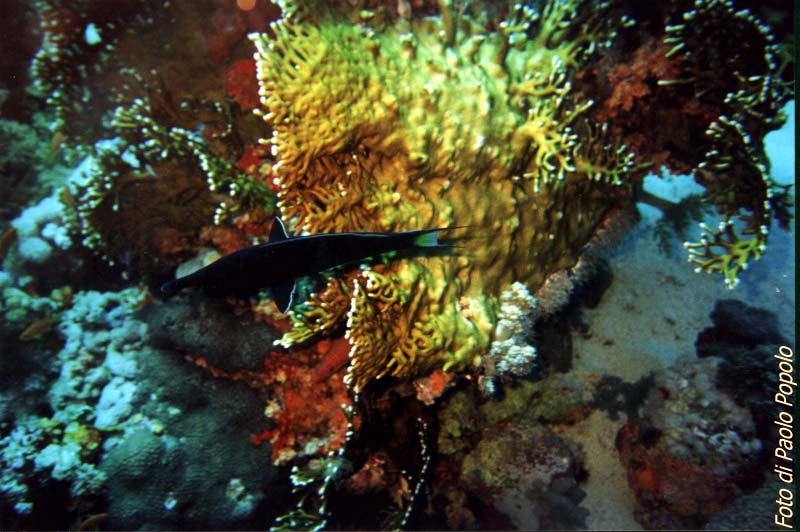 JacksonReef_015.JPG