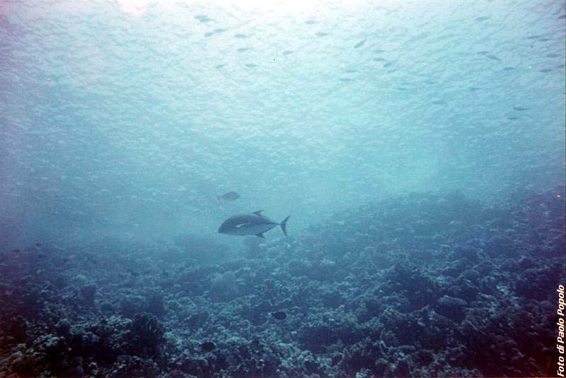 JacksonReef_017.JPG