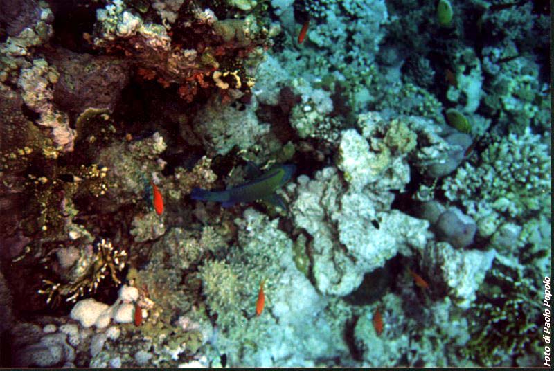 JacksonReef_019.JPG