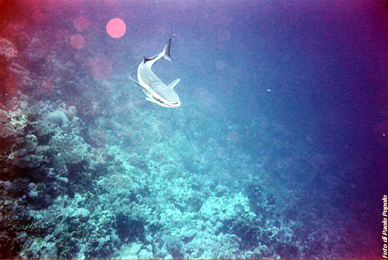 JacksonReef_022.JPG