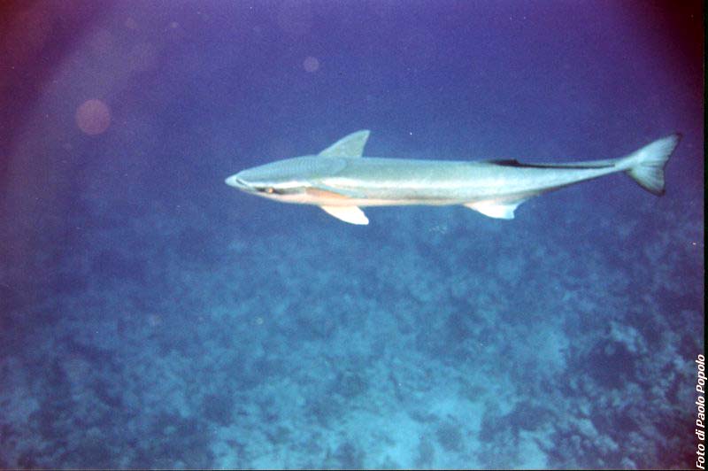 JacksonReef_023.JPG