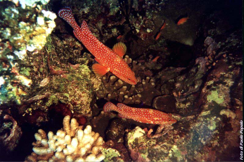 JacksonReef_026.JPG