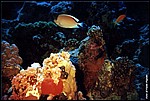 JacksonReef_002.JPG
