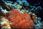 JacksonReef_004.JPG